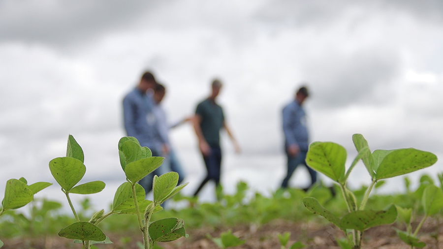 Programa Fitossanitário