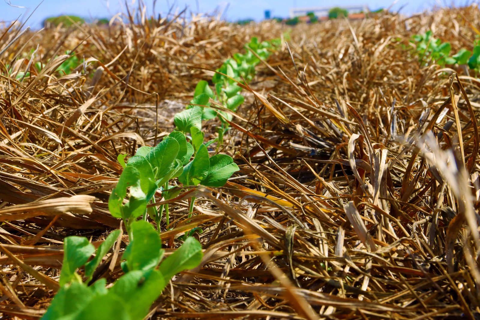 Unindo Forças: Alta Produtividade e Sustentabilidade na Agricultura do Oeste Baiano