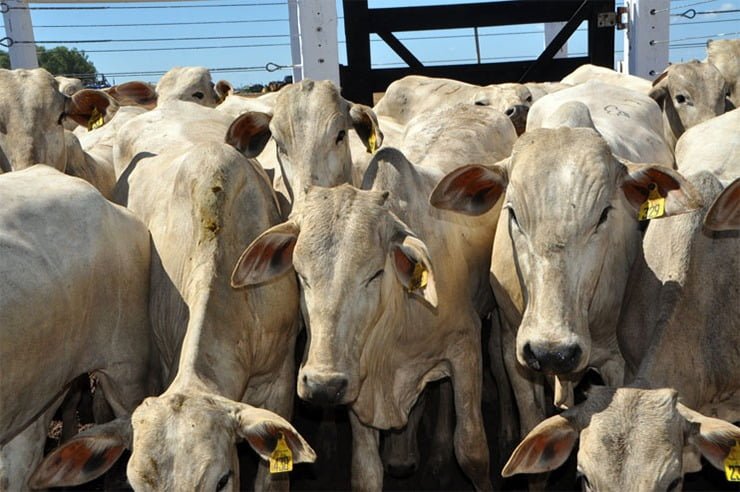 Leilão de Gado de Corte ofertará mais de 1,2 mil animais na Bahia Farm Show 2024