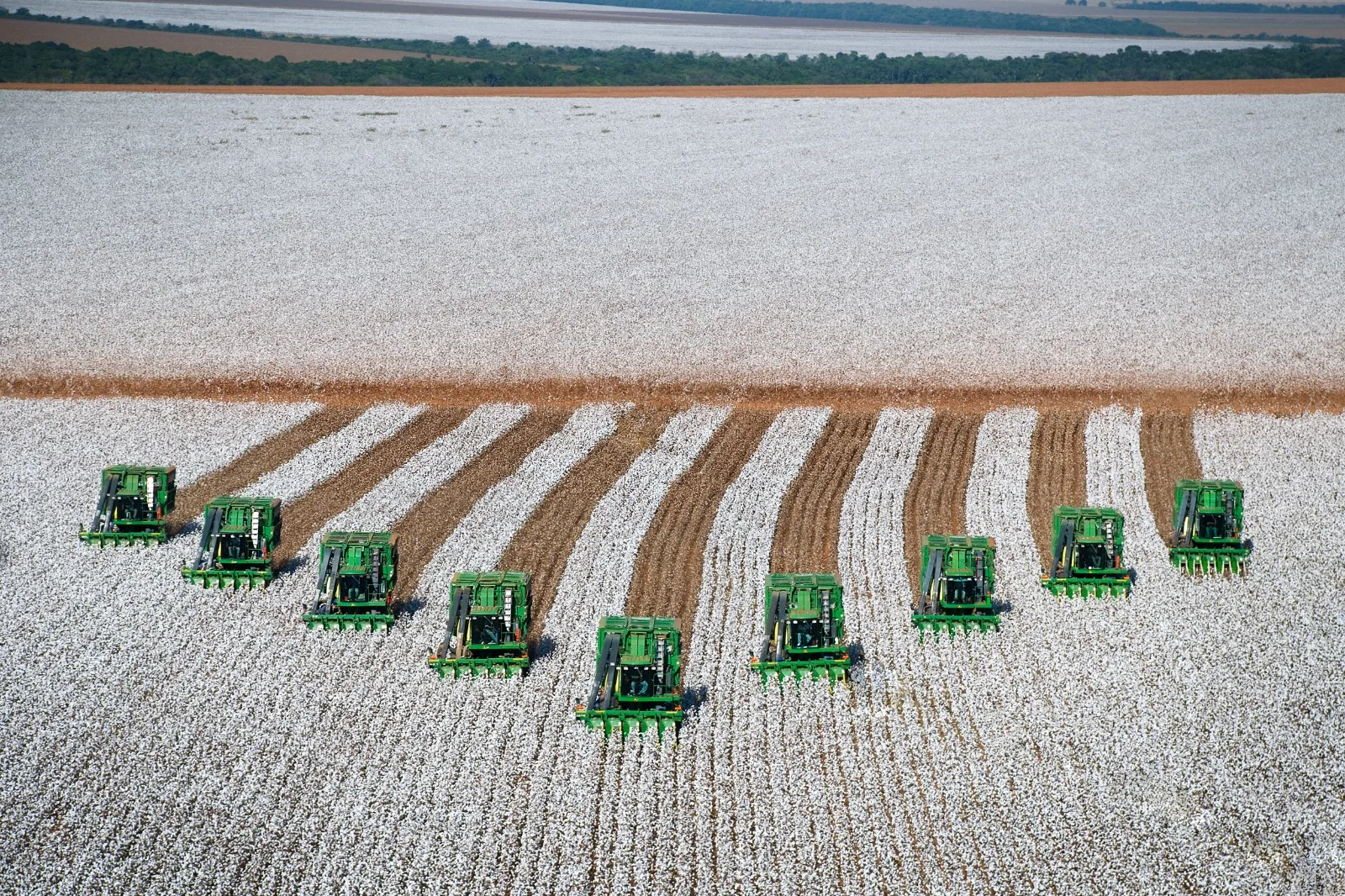 Do algodão ao cacau: Cerrado baiano consolida novo ciclo de inovação agrícola com potencial de transformar o Brasil Colheita de algodao na Bahia.jpg