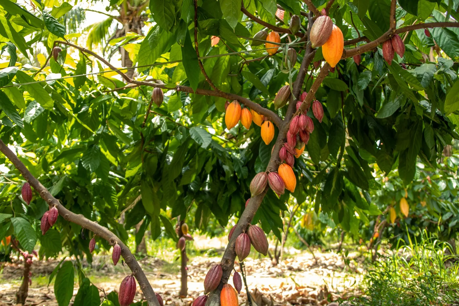 Do algodão ao cacau: Cerrado baiano consolida novo ciclo de inovação agrícola com potencial de transformar o Brasil Producao de cacau no oeste da Bahia.jpg