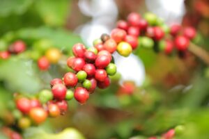 Dia mundial do café: do aroma ao sabor, Aiba reforça representação institucional na cafeicultura regional