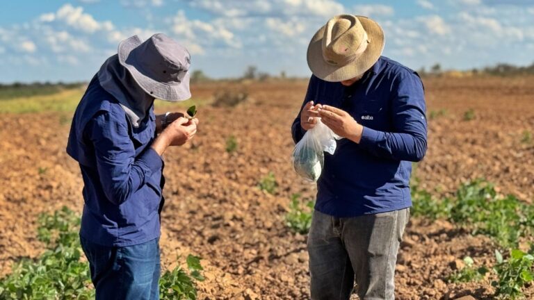 Contagem regressiva para o Vazio Sanitário da Soja reforça compromisso do agro baiano com a sanidade das lavouras