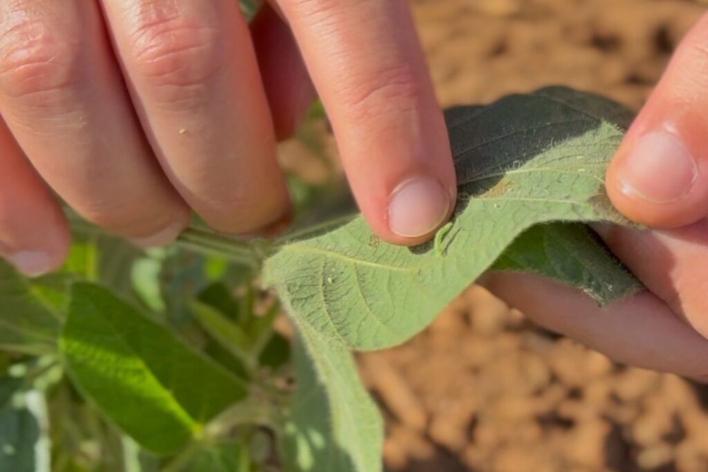 Contagem regressiva para o Vazio Sanitário da Soja reforça compromisso do agro baiano com a sanidade das lavouras